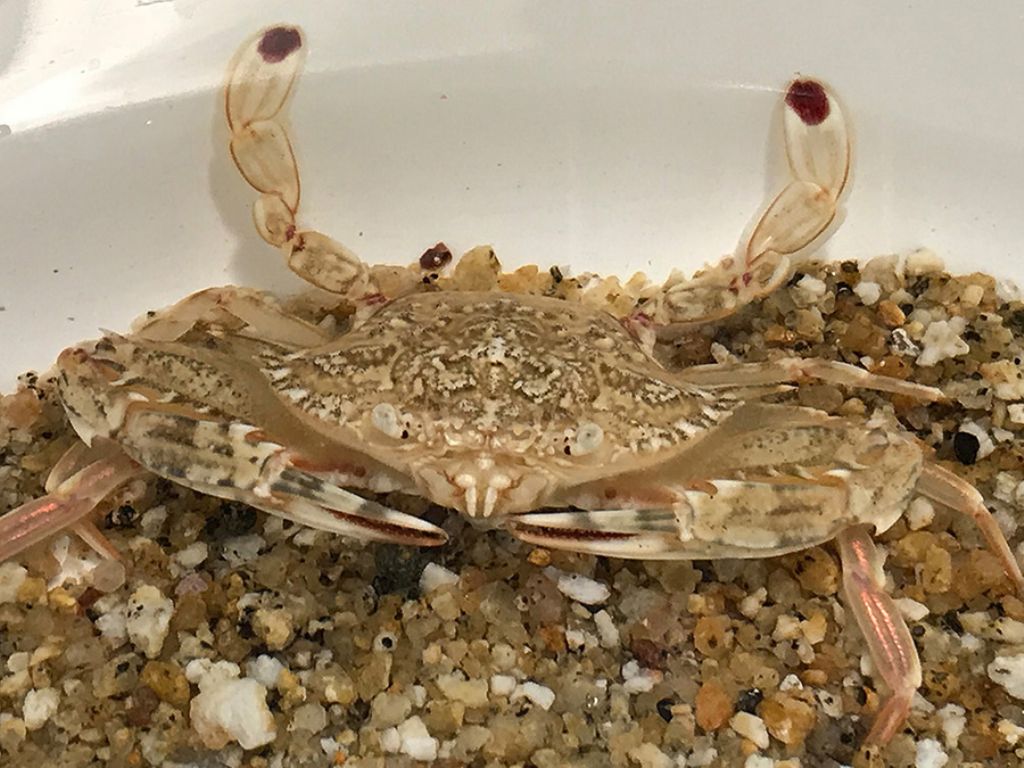 Unknown Swim crab from Giglio:  Portunus hastatus